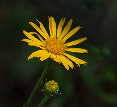 [A close view of one open bloom near a small tightly closed bud. The bloom has more than 10 thin yellow petals which are elongated at toothed at the tips. The center of the bloom is yellow with a thick carpet of stamen.]